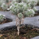 Artemisia schmidtiana Hàbitat