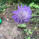 Knautia arvensisFlower