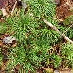 Diphasiastrum complanatum Likasa