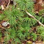 Lycopodium complanatum Blad