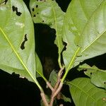 Elaeoluma glabrescens Leaf