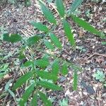 Inga longiflora Foglia