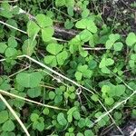 Medicago arabica Leaf