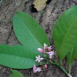 Psychotria semperflorens