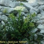 Ligusticum ferulaceum Habitat