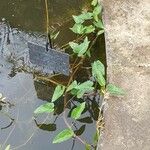 Ipomoea aquatica Habit