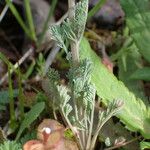 Platycapnos spicata 葉