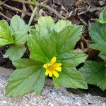 Sphagneticola trilobata Blomst