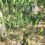 Solanum scabrum Leaf