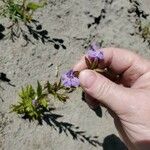 Mimulus alatus Blüte