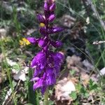 Orchis masculaFlower