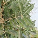 Aglaia elaeagnoidea Deilen