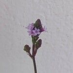 Verbena litoralis फूल