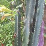 Cereus hexagonus برگ