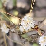 Cuscuta planiflora Virág