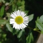 Erigeron karvinskianus Flower