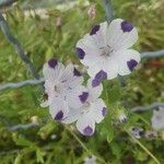 Nemophila maculata Floare