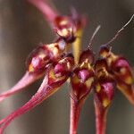 Bulbophyllum gracillimum Фрукт