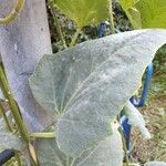 Cucurbita foetidissima Blad