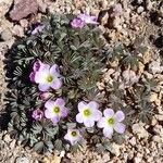 Oxalis adenophylla Natur