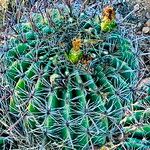 Ferocactus wislizeni Folha