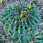 Ferocactus wislizeni পাতা