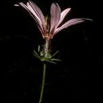 Mutisia spinosa Cvet
