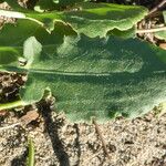 Rumex roseus Hoja
