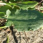 Rumex roseus Leaf