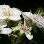 Crataegus harbisonii Fleur