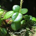 Peperomia rotundifolia ഫലം