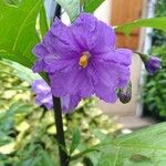 Solanum nudum Flower