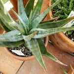 Aloe krapohliana