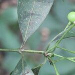 Faramea occidentalis Deilen