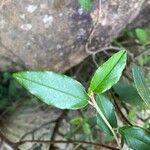 Alphitonia excelsa Leaf