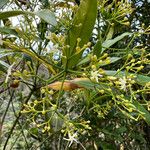 Alstonia lenormandii പുഷ്പം