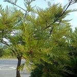 Grevillea robusta Folha