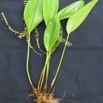 Stelis gelida