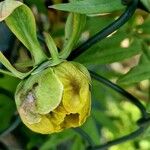 Paeonia delavayi Flower