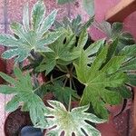 Fatsia japonicaBlad