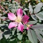 Rosa ferruginea Fleur