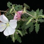 Oenothera neomexicana Flower