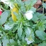 Viola tricolor Blad