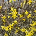 Forsythia viridissima Floro