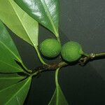 Ficus cyathistipula Fruit