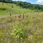 Stachys officinalisFlower