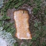 Alstonia costata Corteza