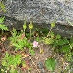 Geranium bicknellii 花