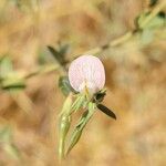 Acmispon americanus Blomma