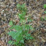 Cardamine impatiensFruit